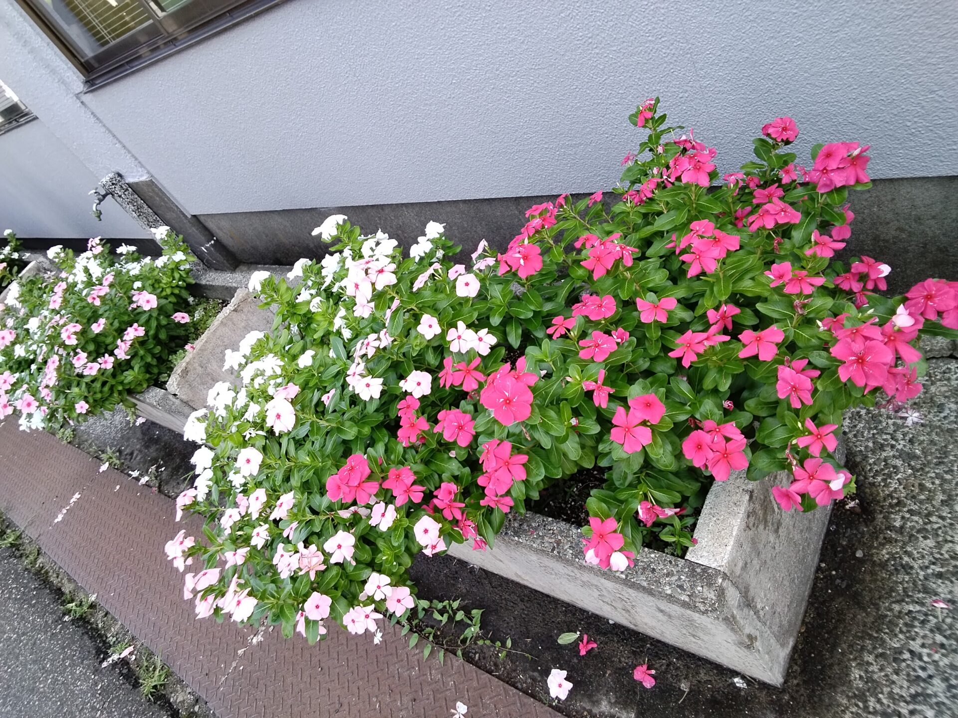 【通信教育コース　三条校】クリーン活動